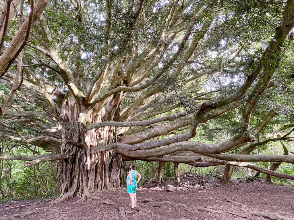 Wat te doen op Maui Pipiwai Trail banyan