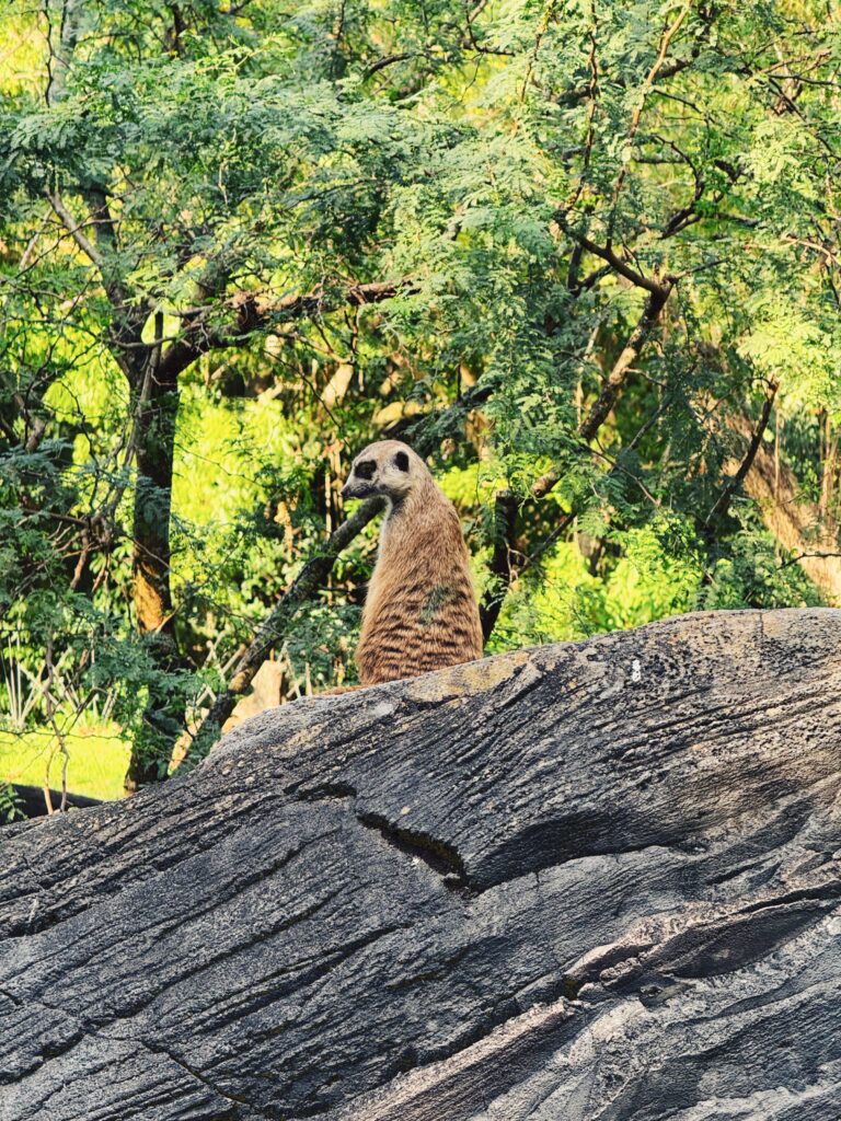 meerkat Animal Kingdom Walt Disney World